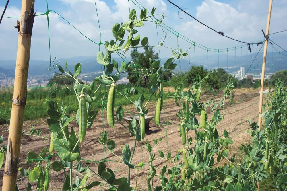 RETE RAMPY PER RAMPICANTI H2 X 25 MT. VERDELOOK