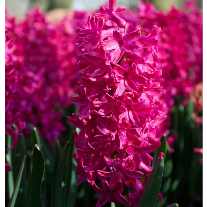 GIACINTI JAN BOS CONF. DA 3 BULBI 5/16 CM ELAN