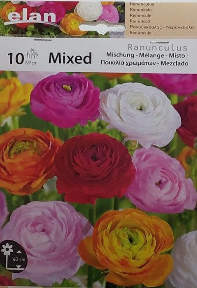 RANUNCOLO MISTO COLORATO CONF.DA 10 BULBI 6/7 CM ELAN