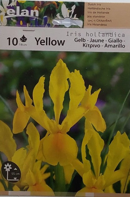 IRIS OLANDESE GIALLO CONF. DA 10 BULBI 7/8 CM ELAN