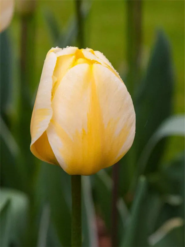 TULIPANO JAAP GROOT GIALLO CONFEZIONE DA 7 BULBI ELAN