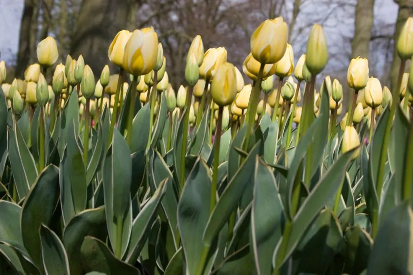 TULIPANO JAAP GROOT GIALLO CONFEZIONE DA 7 BULBI ELAN