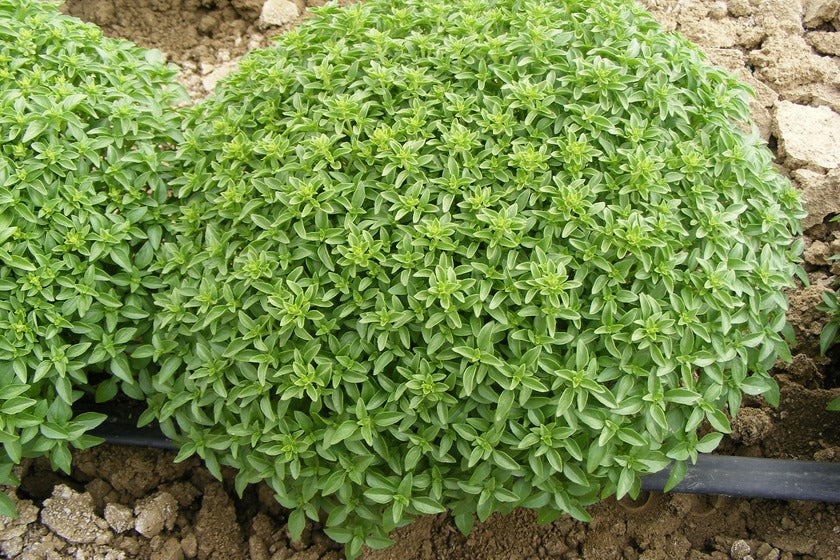 BASILICO GRECO A PALLA HORTUS BUSTA