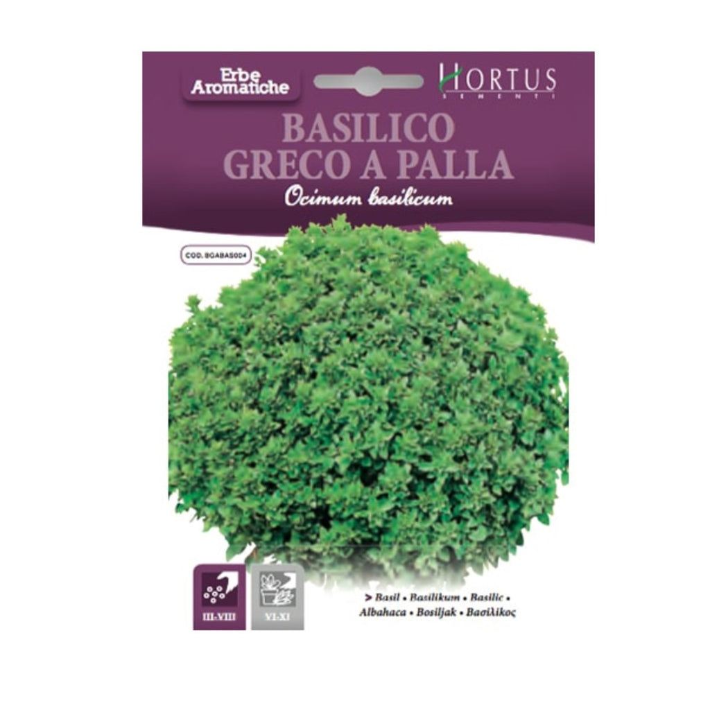 BASILICO GRECO A PALLA HORTUS BUSTA