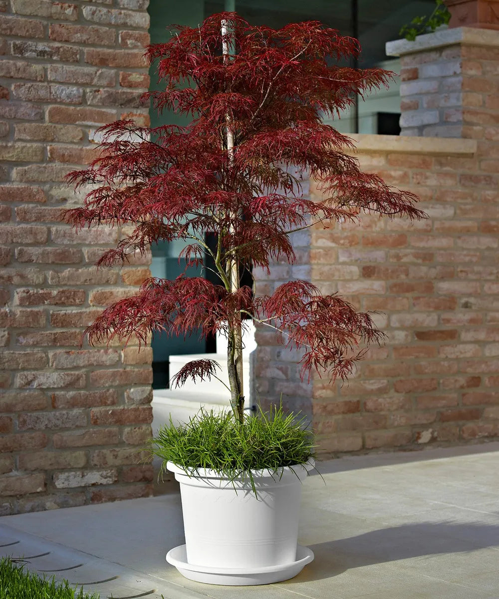 VASO GEO CM.50 BIANCO