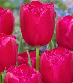 TULIPANI SFRANGIATE BURGUNDY LACE CONF. DA 7 BULBI 11/12 CM ELAN