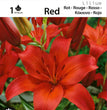 GIGLIO ASIATICO ROSSO CONF. DA 1 BULBO 14/16 CM ELAN