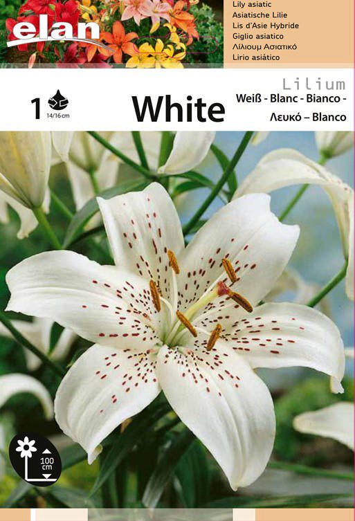 GIGLIO ASIATICO BIANCO WHITE CONF. DA 1 BULBO 14/16 CM ELAN