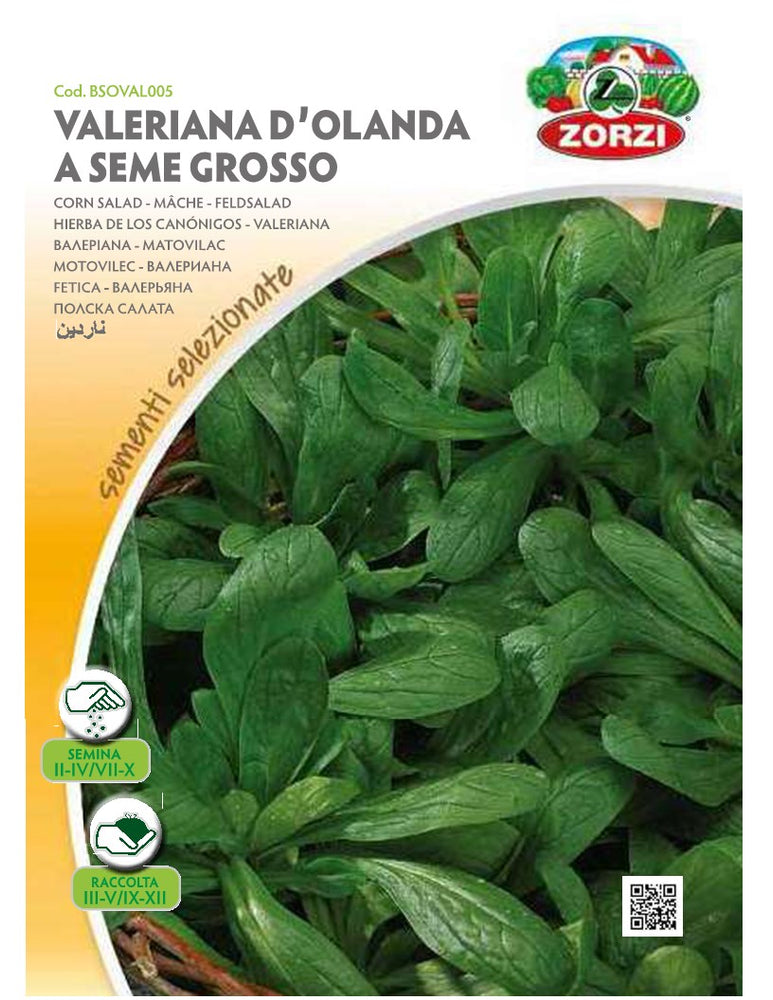 SEMI VALERIANA D'OLANDA A SEME GROSSO ZORZI