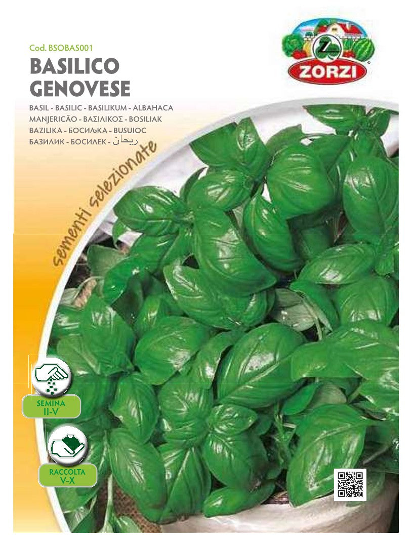 SEMI BASILICO GENOVESE ZORZI