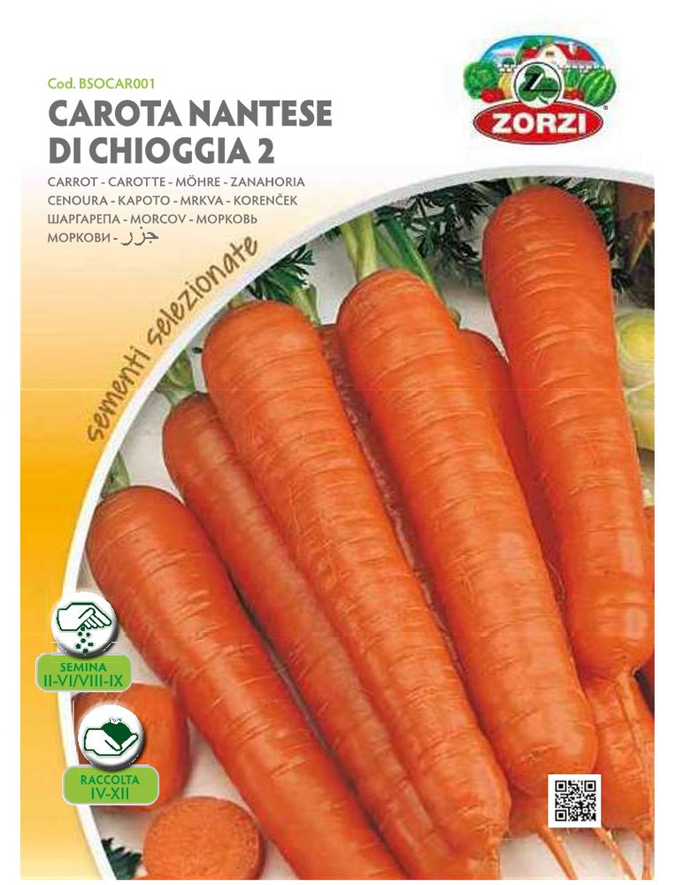 SEMI CAROTA NANTESE DI CHIOGGIA 2 ZORZI