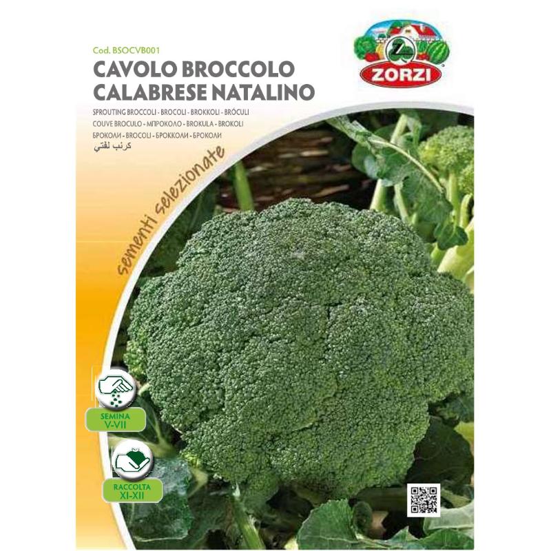 SEMI CAVOLO BROCCOLO CALABRESE NATALINO ZORZI