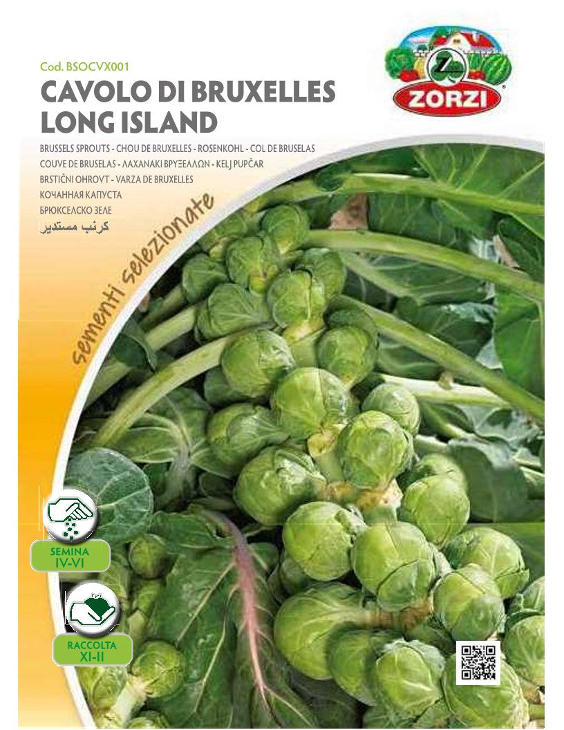 SEMI CAVOLO DI BRUXELLES LONG ISLAND ZORZI