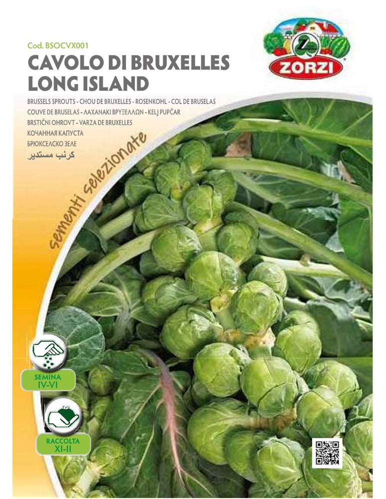 SEMI CAVOLO DI BRUXELLES LONG ISLAND ZORZI