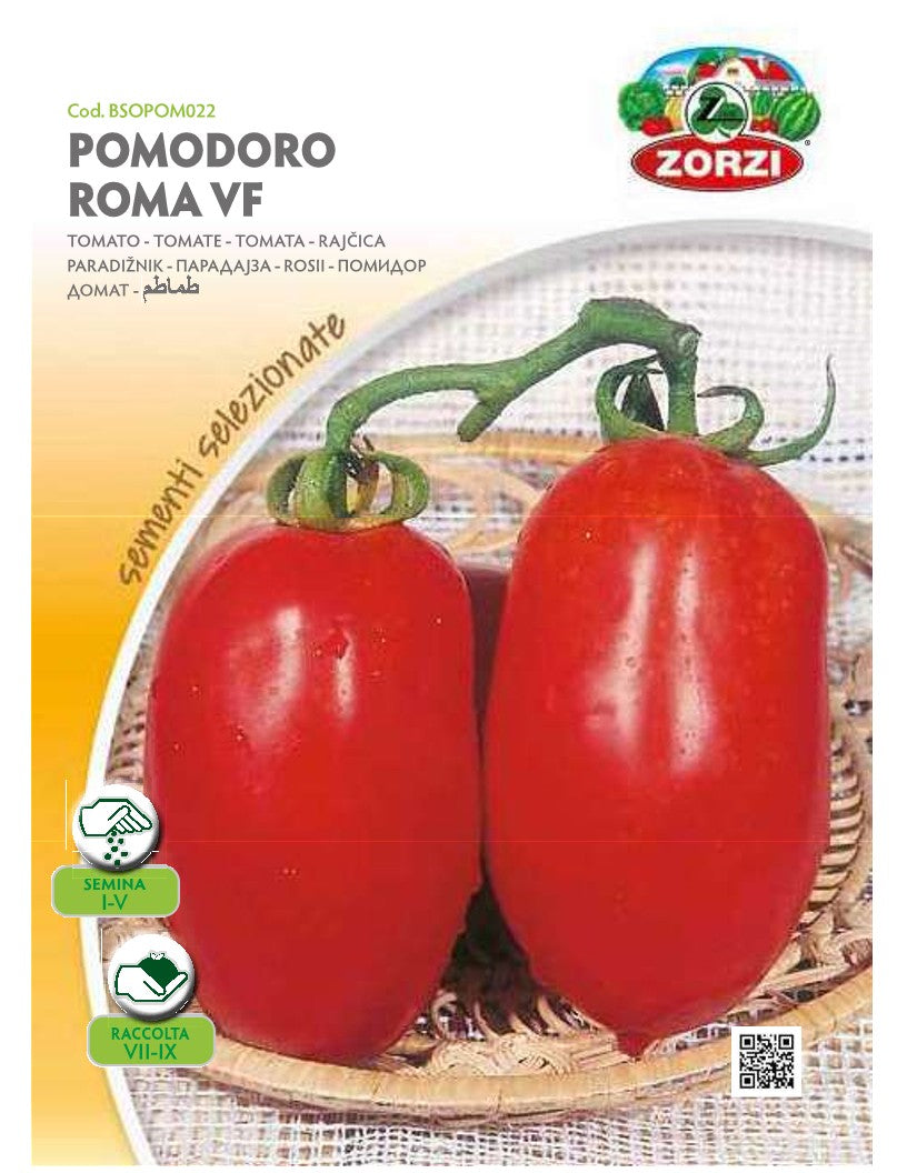 SEMI POMODOR ROMA VF ZORZI