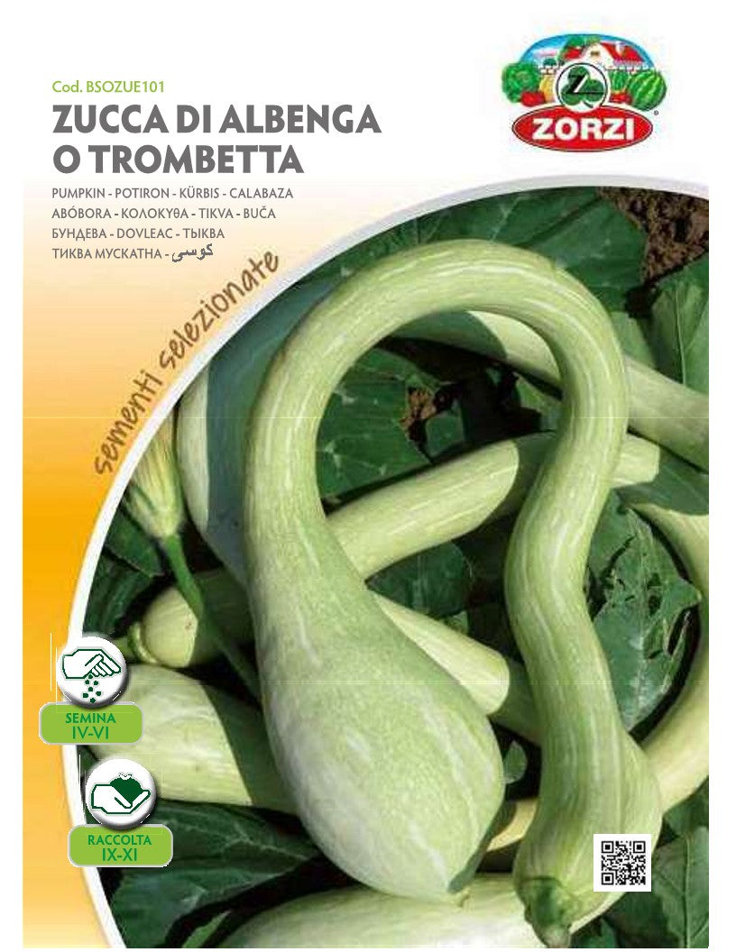 SEMI ZUCCA DI ALBENGA O TROMBETTA ZORZI