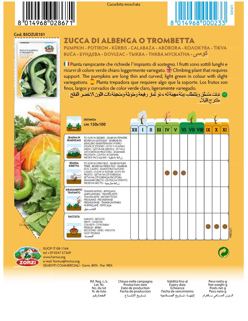 SEMI ZUCCA DI ALBENGA O TROMBETTA ZORZI