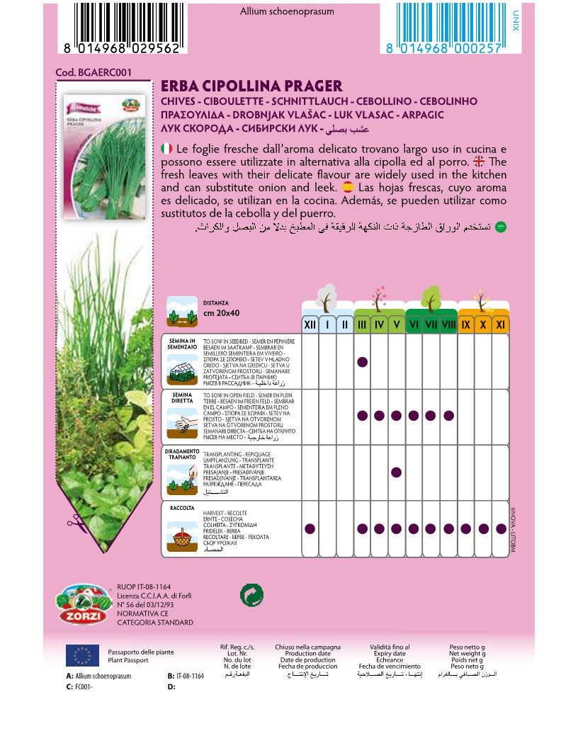 SEMI ERBA CIPOLLINA ZORZI