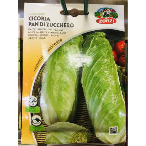 CICORIA PAN DI ZUCCHERO ZORZI