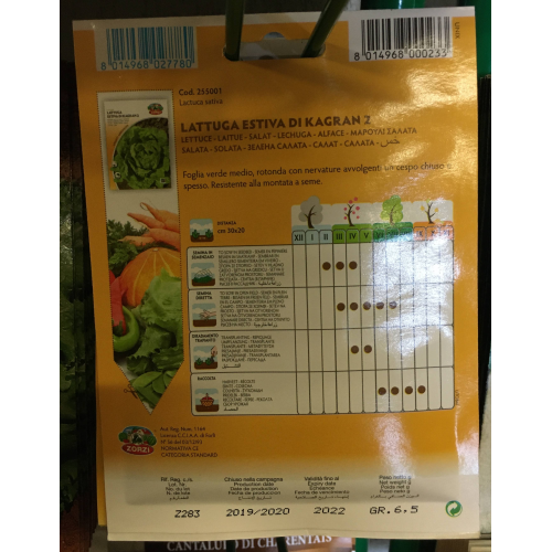 SEMI LATTUGA ESTIVA DI KAGRAN 2 ZORZI
