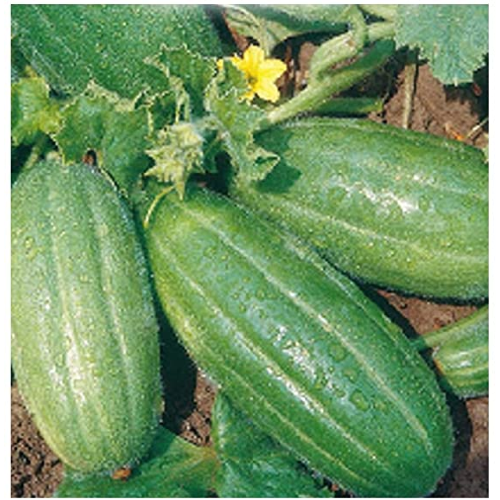 CAROSELLO SCOPATIZZO BARESE SCURO