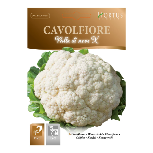 CAVOLFIORE PALLA DI NEVE