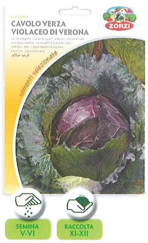 SEMI CAVOLO VERZA VIOLACEO DI VERONA ZORZI