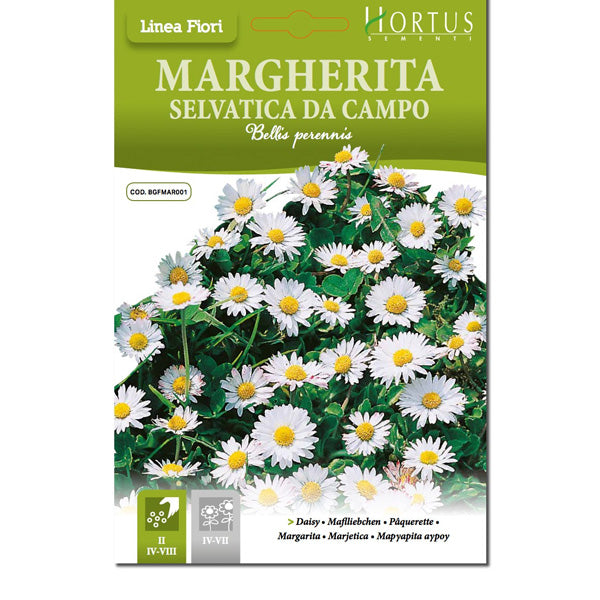 MARGHERITA SELVATICA DA CAMPO