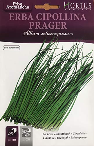 ERBA CIPOLLINA MEDIUM LEAF