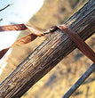 LEGATRICE A BATTERIA FIXION 2 DIAMETRO LEGATURA 25 MM PELLENC