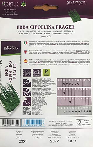 ERBA CIPOLLINA MEDIUM LEAF