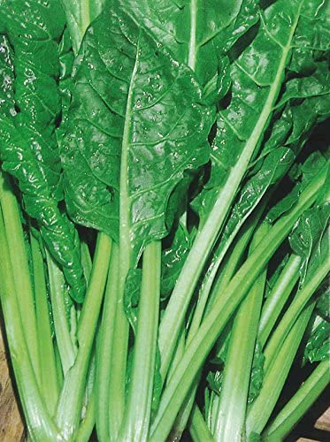 BIETOLA DA COSTE LISCIA VERDE DA TAGLIO GR.500 HORTUS