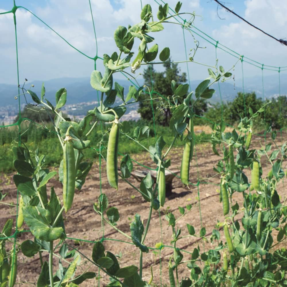 RETE RAMPY PER RAMPICANTI H2 X 25 MT. VERDELOOK