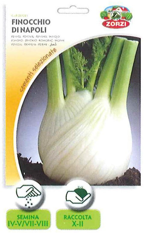 SEMI FINOCCHIO DI NAPOLI ZORZI