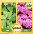 CONCIME LIQUIDO PER ACIDOFILE SOLABIOL BIO LT.1