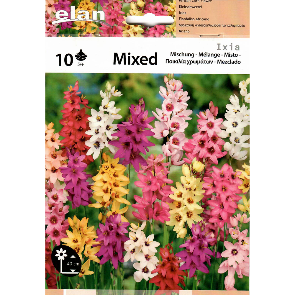 FIORDALISO AFRICANO MISTO IXIA CONF. DA 10 BULBI ELAN