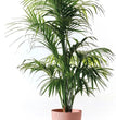 COPRIVASO FYRE GREENER CM.30 CON RUOTE MIRAGE