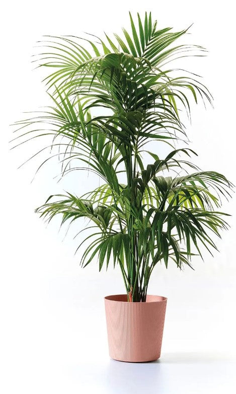 COPRIVASO FYRE GREENER CM.30 CON RUOTE MIRAGE