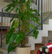 COPRIVASO FYRE GREENER CM.30 CON RUOTE DUNE