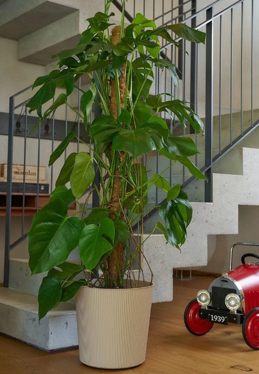 COPRIVASO FYRE GREENER CM.30 CON RUOTE DUNE