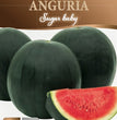 ANGURIA SUGAR BABY