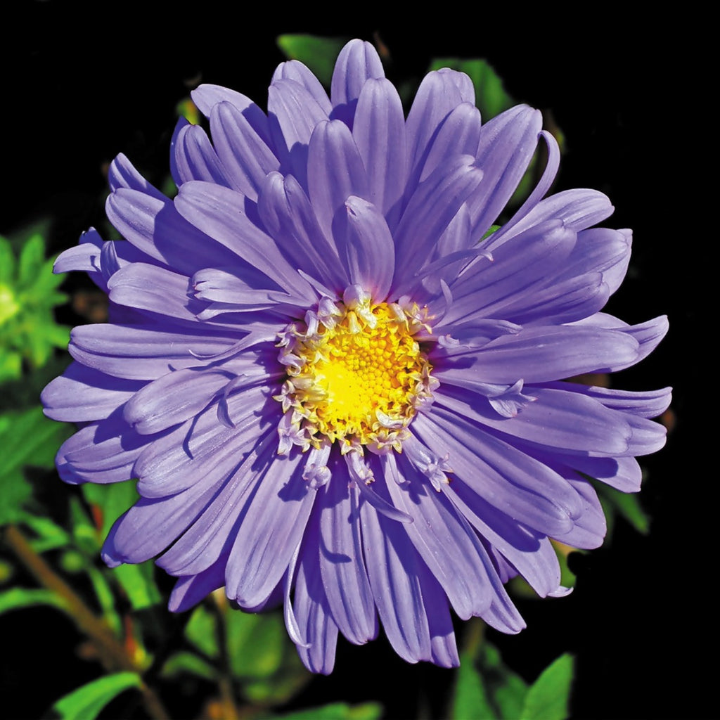 ASTRO SEMPLICE IN MIX