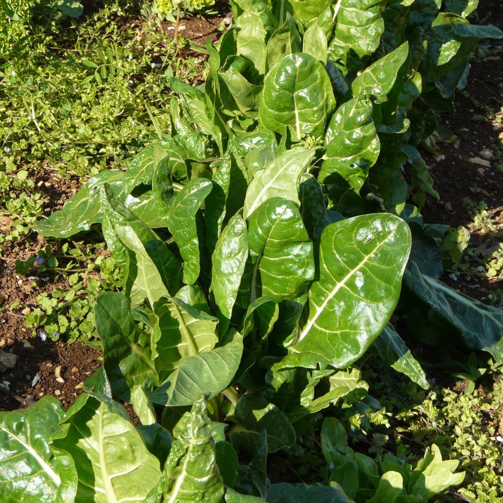 BIETOLA DA COSTE BIONDA A COSTA ARGENTATA 2