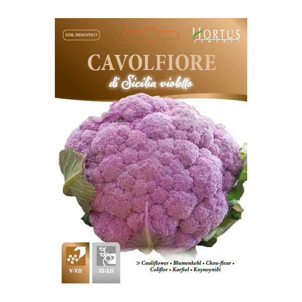CAVOLFIORE DI SICILIA VIOLETTO