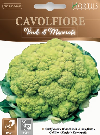 CAVOLFIORE VERDE DI MACERATA