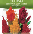 CELOSIA PLUMOSA ALTA IN MIX