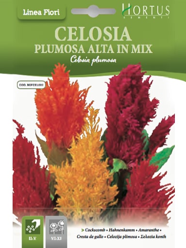 CELOSIA PLUMOSA ALTA IN MIX