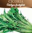 CICORIA CATALOGNA FRASTAGLIATA