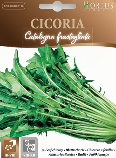 CICORIA CATALOGNA FRASTAGLIATA