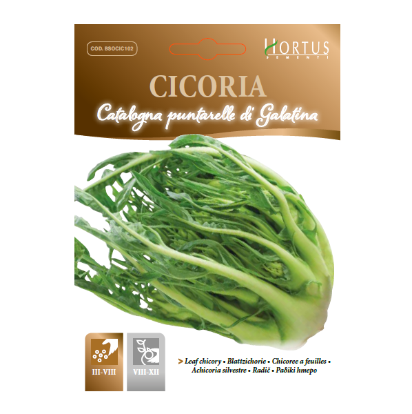 CICORIA CATALOGNA PUNTARELLE DI GALATINA